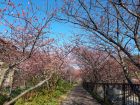 桜トンネル付近