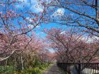桜並木のトンネル付近