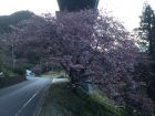 上条の桜