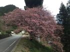 上条の桜