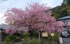 今日は河津桜まつり開幕、満開です‼️