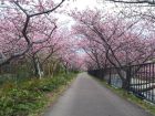 かなり開花進みました。