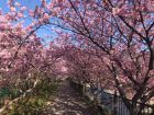 桜並木トンネルはまだまだ綺麗にご覧頂けます。