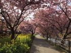菜の花ロード付近