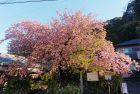 早朝雨があがり気温上昇に葉の勢いが増して来ました。