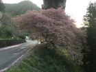 上条の桜