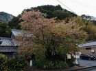 今朝も雨、徐々に葉桜に...。