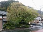 今日はどしゃ降りの雨、葉桜も綺麗です❗