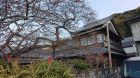 ちらほら咲き始め