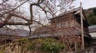 だいぶ桜が咲いてきました。