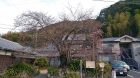 河津桜の原木