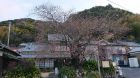 河津桜発祥の原木