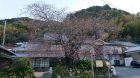 河津桜発祥の木原木