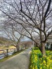 菜の花ロード周辺