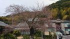 河津桜の発祥の木原木