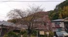 河津桜発祥の木原木