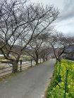 河津中学校　菜の花ロード