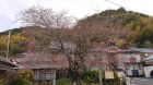 河津桜の発祥の木