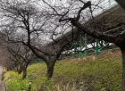 河津駅周辺