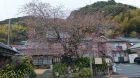 河津桜の発祥の木