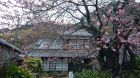 河津桜発祥の木