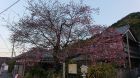河津桜発祥の木