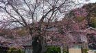 河津桜発祥の木