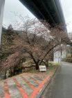 上条の桜