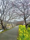 菜の花ロード周辺