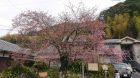 河津桜発祥の木