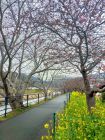 菜の花ロード周辺