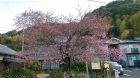 河津桜発祥の木