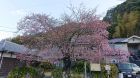 河津桜発祥の木原木