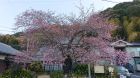 河津桜の発祥の木原木