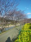 菜の花ロード周辺