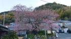 河津桜の原木