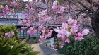 河津桜発祥の木原木