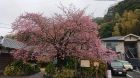 河津桜発祥の木原木