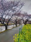 菜の花ロード周辺
