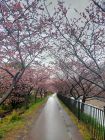 峰温泉桜トンネル