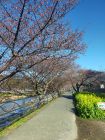菜の花ロード周辺