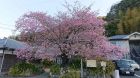 河津桜発祥の木原木