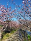峰桜トンネル