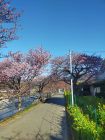 菜の花ロード周辺