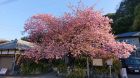 河津桜発祥の木
