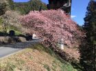 上条の桜