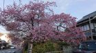 河津桜発祥の木