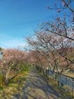 踊り子温泉会館桜トンネル