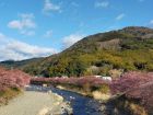 踊り子温泉会館桜トンネル