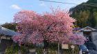 河津桜発祥の木